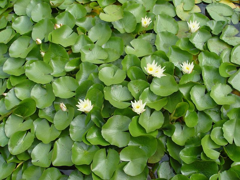 booroowhangary-nov09 045.jpg